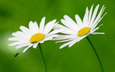 Herta Müller – ein Besuch in Potsdam