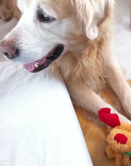 hundebuch hund und kind
